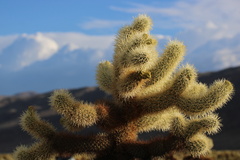 Cylindropuntia bigelovii