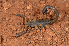 Uroplectes triangulifer marshalli