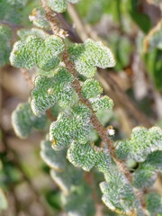 Astrolepis windhamii