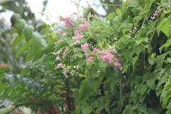 Antigonon leptopus