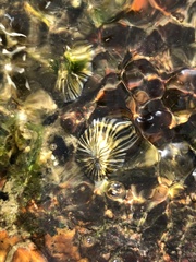 Siphonaria funiculata