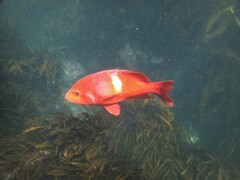 Chrysoblephus laticeps