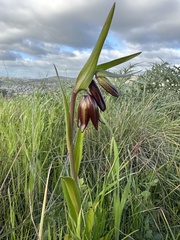 Fritillaria biflora