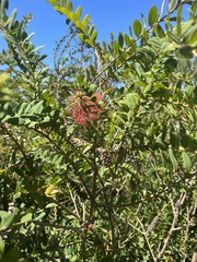 Melaleuca hypericifolia