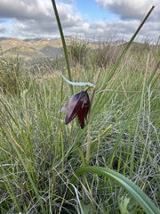 Fritillaria biflora