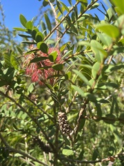Melaleuca hypericifolia