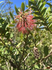 Melaleuca hypericifolia