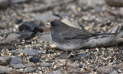 Junco hyemalis cismontanus