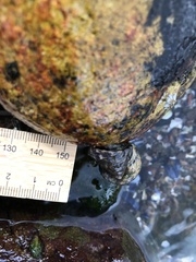 Bembicium auratum