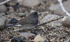 Junco hyemalis cismontanus