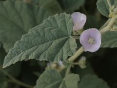 Sphaeralcea axillaris
