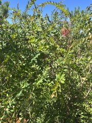 Melaleuca hypericifolia
