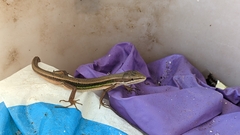 Takydromus viridipunctatus