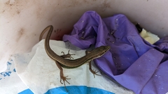 Takydromus viridipunctatus