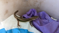 Takydromus viridipunctatus