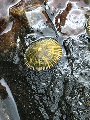 Siphonaria funiculata