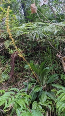 Calanthe