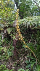 Calanthe