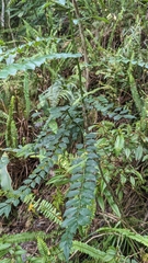 Zanthoxylum scandens