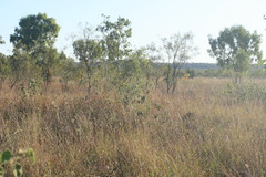 Hibiscus austrinus austrinus