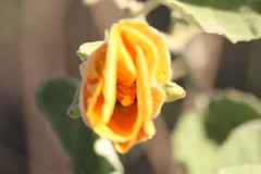 Hibiscus austrinus austrinus