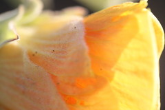 Hibiscus austrinus austrinus
