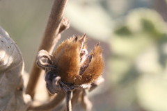 Hibiscus austrinus austrinus