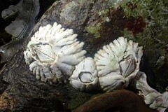 Balanus crenatus