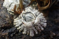 Balanus crenatus