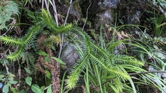 Phlegmariurus cunninghamioides