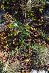 Magadania olaensis