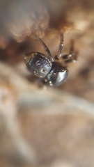 Pagida salticiformis