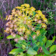 Notobubon galbanum