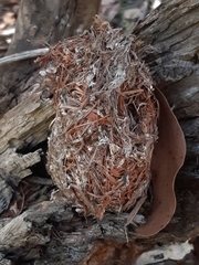 Acanthiza pusilla