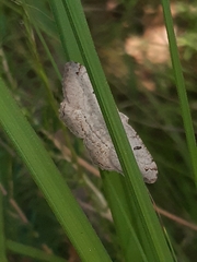 Dissomorphia australiaria
