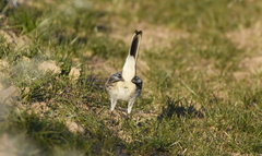 Artemisiospiza nevadensis