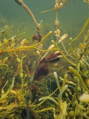 Vertebrata lanosa