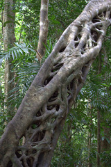 Ficus watkinsiana