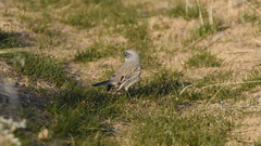 Artemisiospiza nevadensis