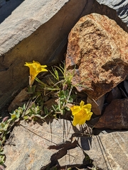 Erythranthe tilingii