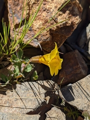 Erythranthe tilingii