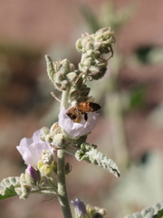 Sphaeralcea axillaris