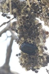 Oplostomus fuligineus