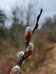 Salix sitchensis