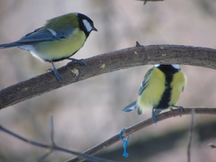 Parus major