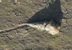 Pyrazus ebeninus