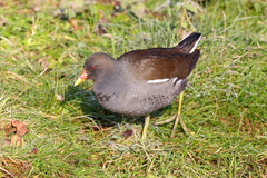Gallinula chloropus