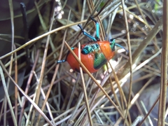 Poecilocoris latus