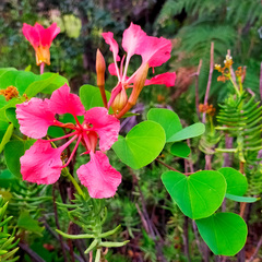 Bauhinia galpinii