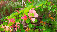 Bauhinia galpinii